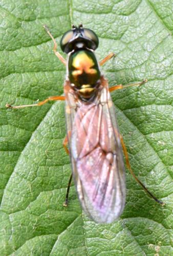 Réf. 311 142 : Sargus bipunctatus